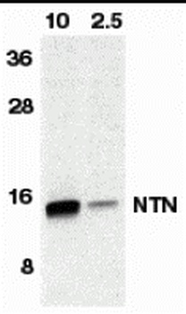 NRTN Antibody