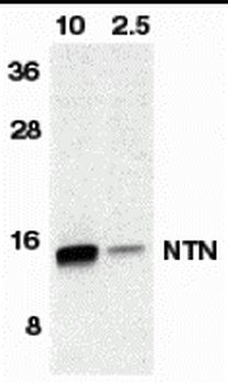 Neurturin Antibody