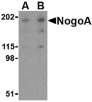 NogoA Antibody