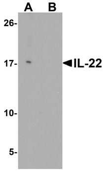 IL22 Antibody