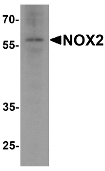 NOX2 Antibody
