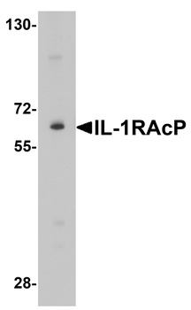IL1RAP Antibody