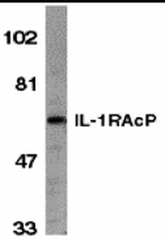 IL1RAP Antibody