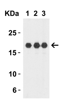 IL-1F10 Antibody