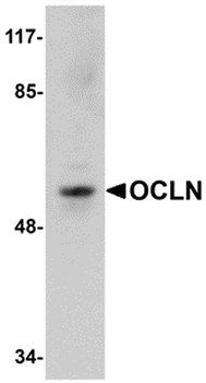 OCLN Antibody