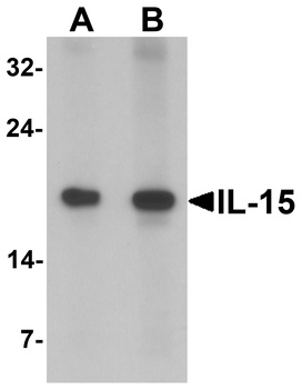 IL15 Antibody