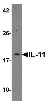 IL-11 Antibody