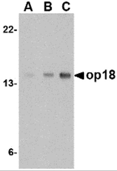 STMN1 Antibody