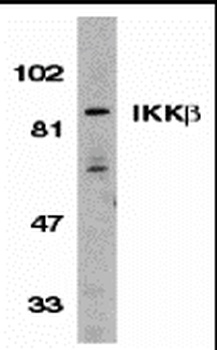IKBKB Antibody