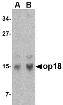 STMN1 Antibody