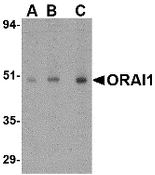 ORAI1 Antibody