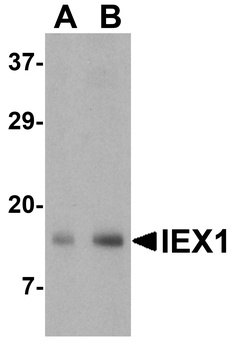 IER3 Antibody