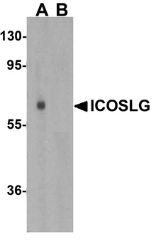 ICOSLG Antibody