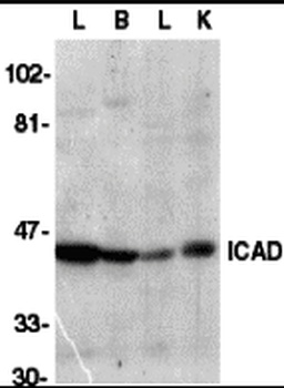 Dffa Antibody