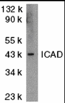Dffa Antibody