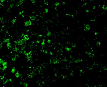 Dffa Antibody