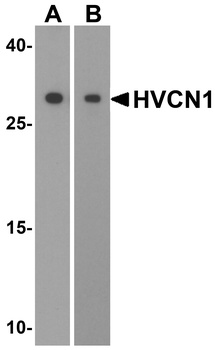 HVCN1 Antibody