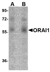ORAI1 Antibody