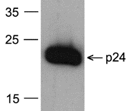 HIV-1 p24 Antibody [8G9] (biotin)