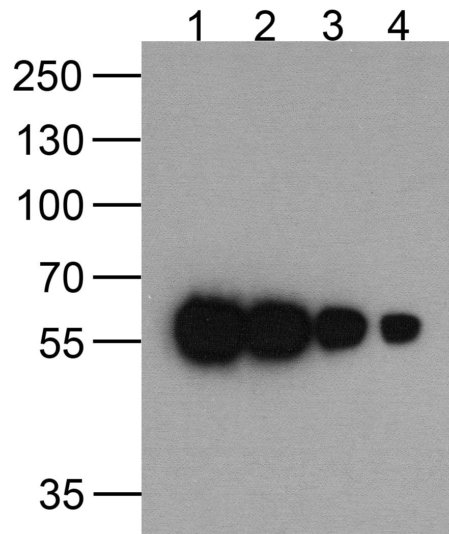 HAT-tag Antibody [9A2F8]