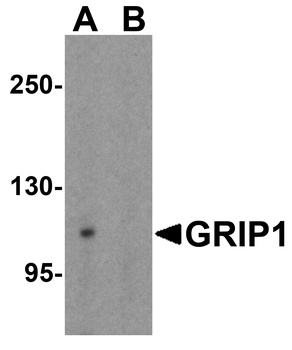 GRIP1 Antibody