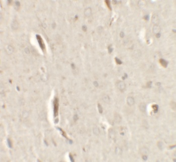 GRIP1 Antibody