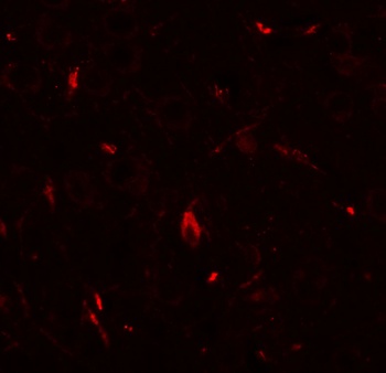GRIP1 Antibody
