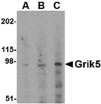 GRIK5 Antibody
