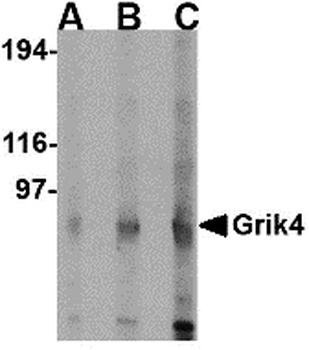 GRIK4 Antibody