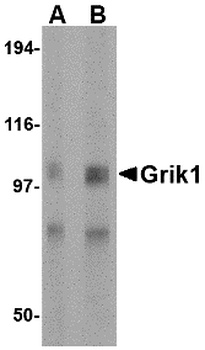 GRIK1 Antibody