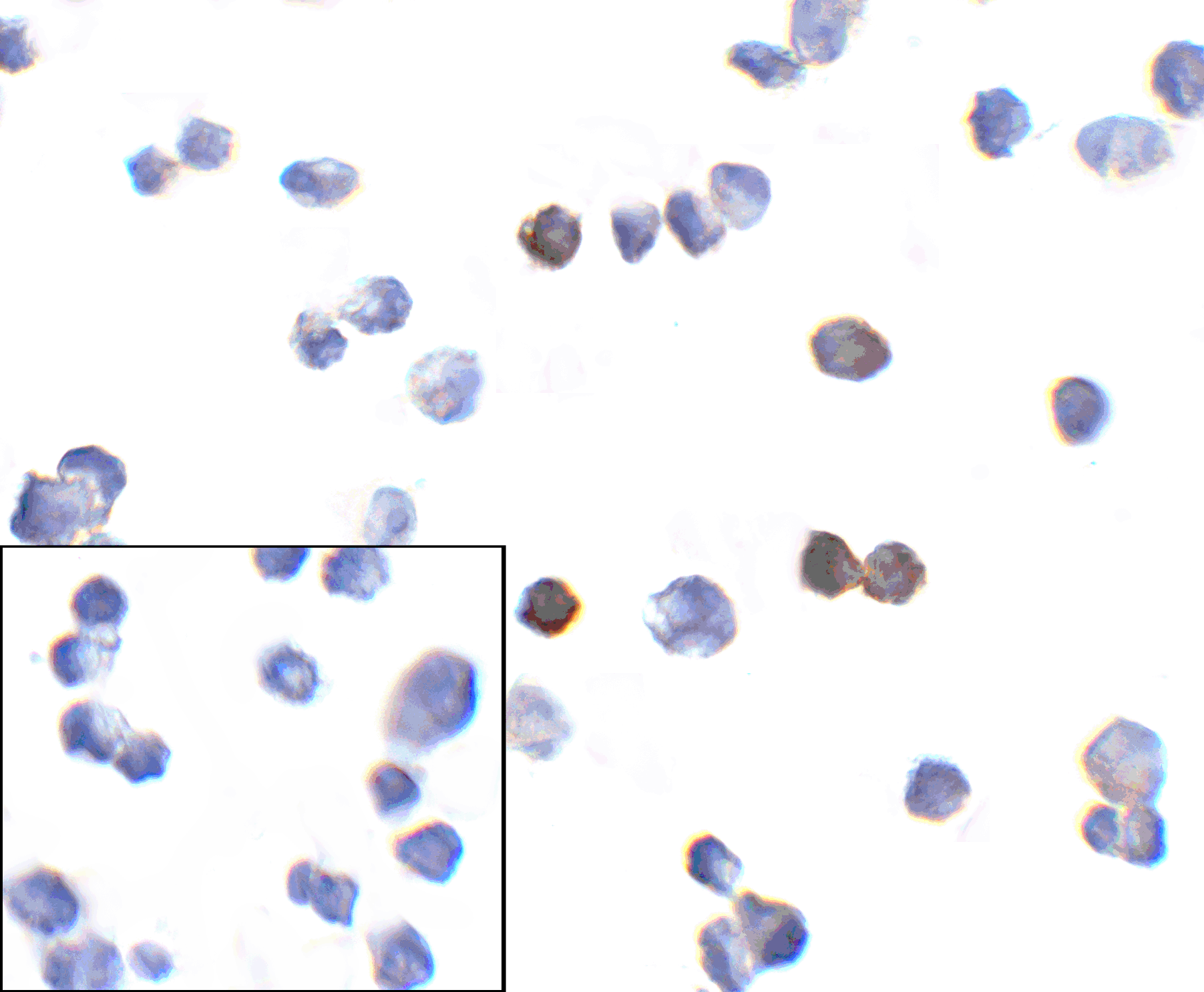 PD1 Antibody [10B3]