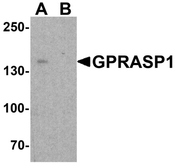 GPRASP1 Antibody