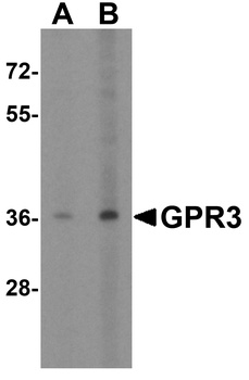 GPR3 Antibody