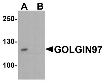 GOLGA1 Antibody