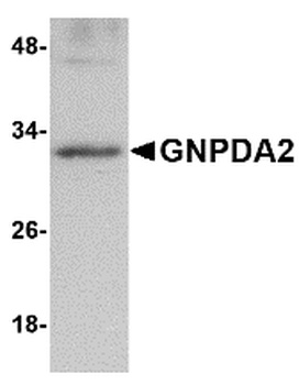 GNPDA2 Antibody