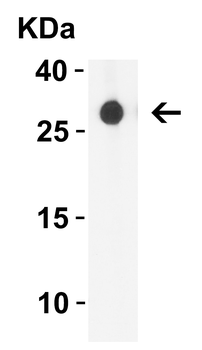 GITRL Antibody