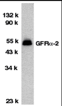GFRA2 Antibody