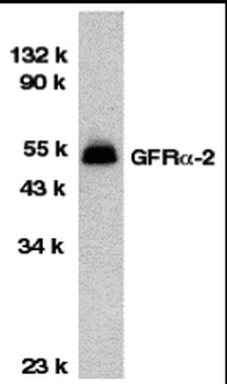 GFR alpha 2 Antibody