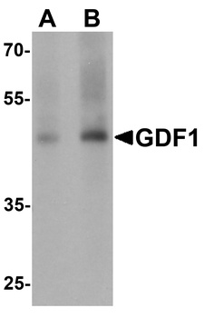 GDF1 Antibody
