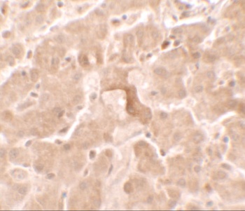 GBP5 Antibody