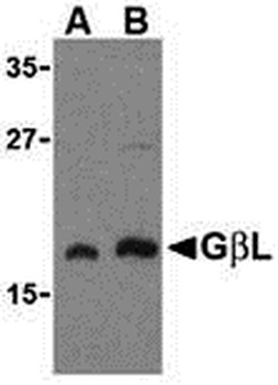 MLST8 Antibody