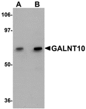 GALNT10 Antibody