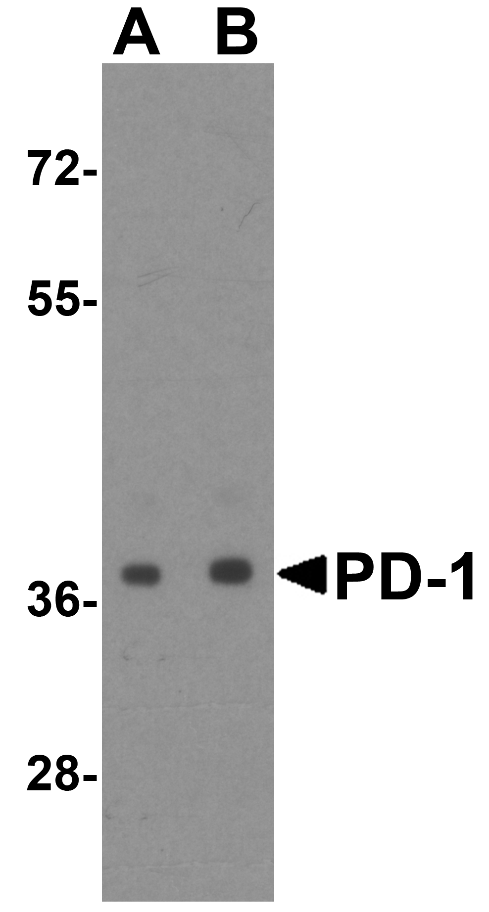 PDCD1 Antibody