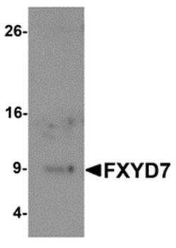 FXYD7 Antibody