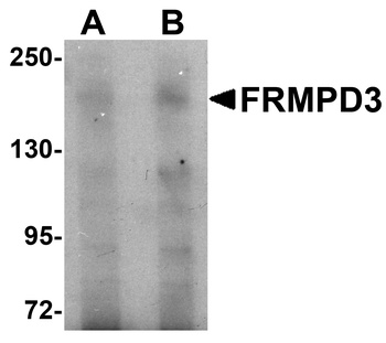 FRMPD3 Antibody