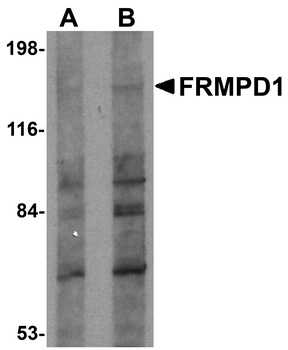 FRMPD1 Antibody