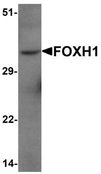 FOXH1 Antibody