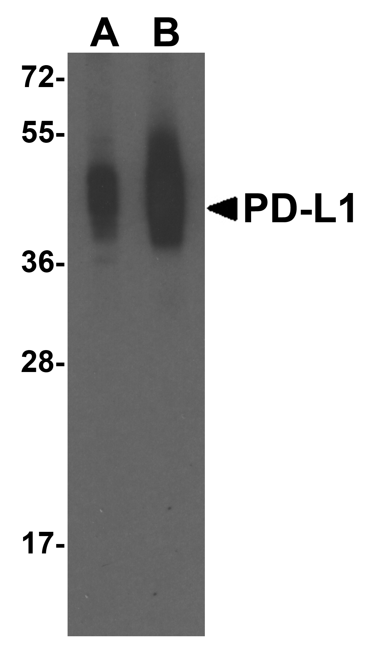 CD274 Antibody