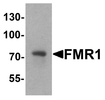FMR1 Antibody