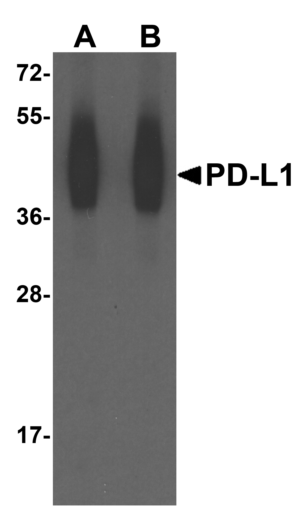 CD274 Antibody